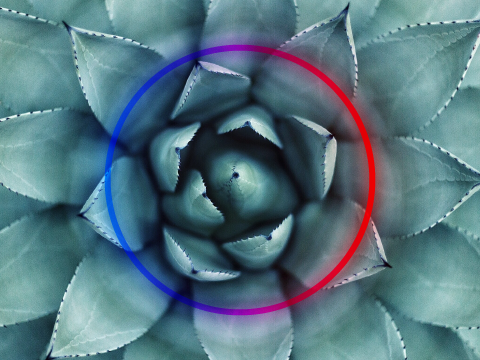 a succulent with a rxt circle