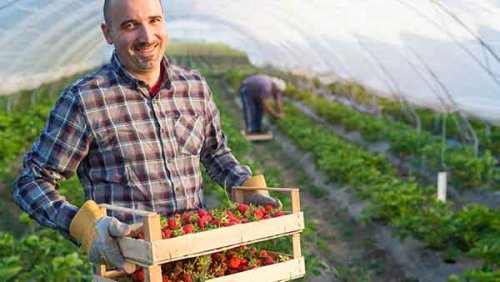 A man holding a crate full of strawberries