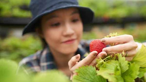 a woman with a hat picking a strawberry