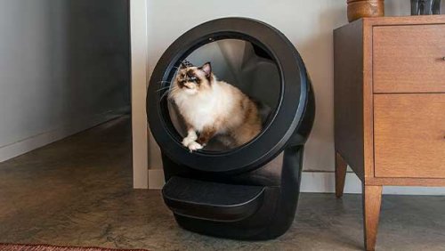 Cat inside litter robot